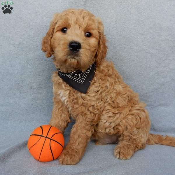 Cosmo-Medium, Goldendoodle Puppy